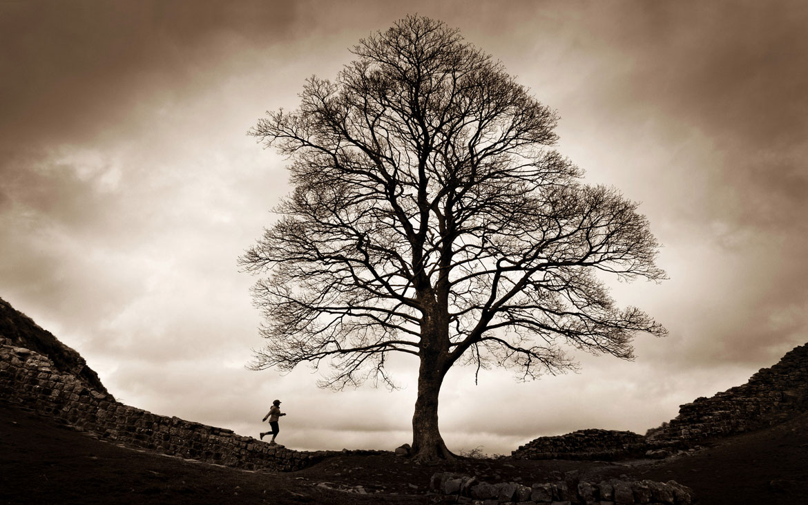 Wall Sycamore Gap